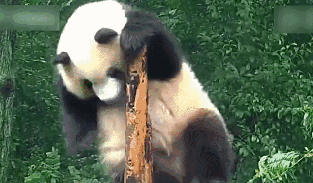 微信图片_20171117135227.gif